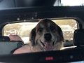 Moose_BackseatDog_4-2021 (2)